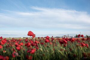 Campos de amapolas en Socuellamos