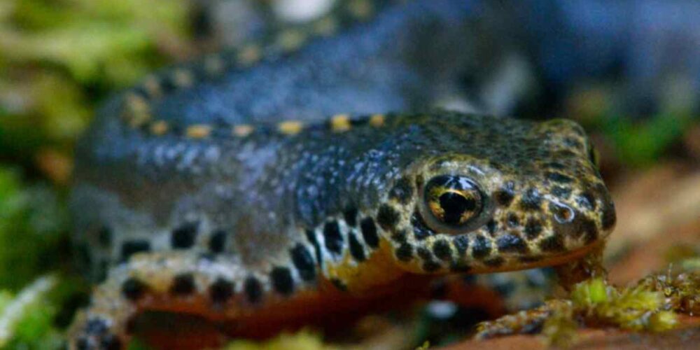 Curso de anfibios y reptiles en El Borril.