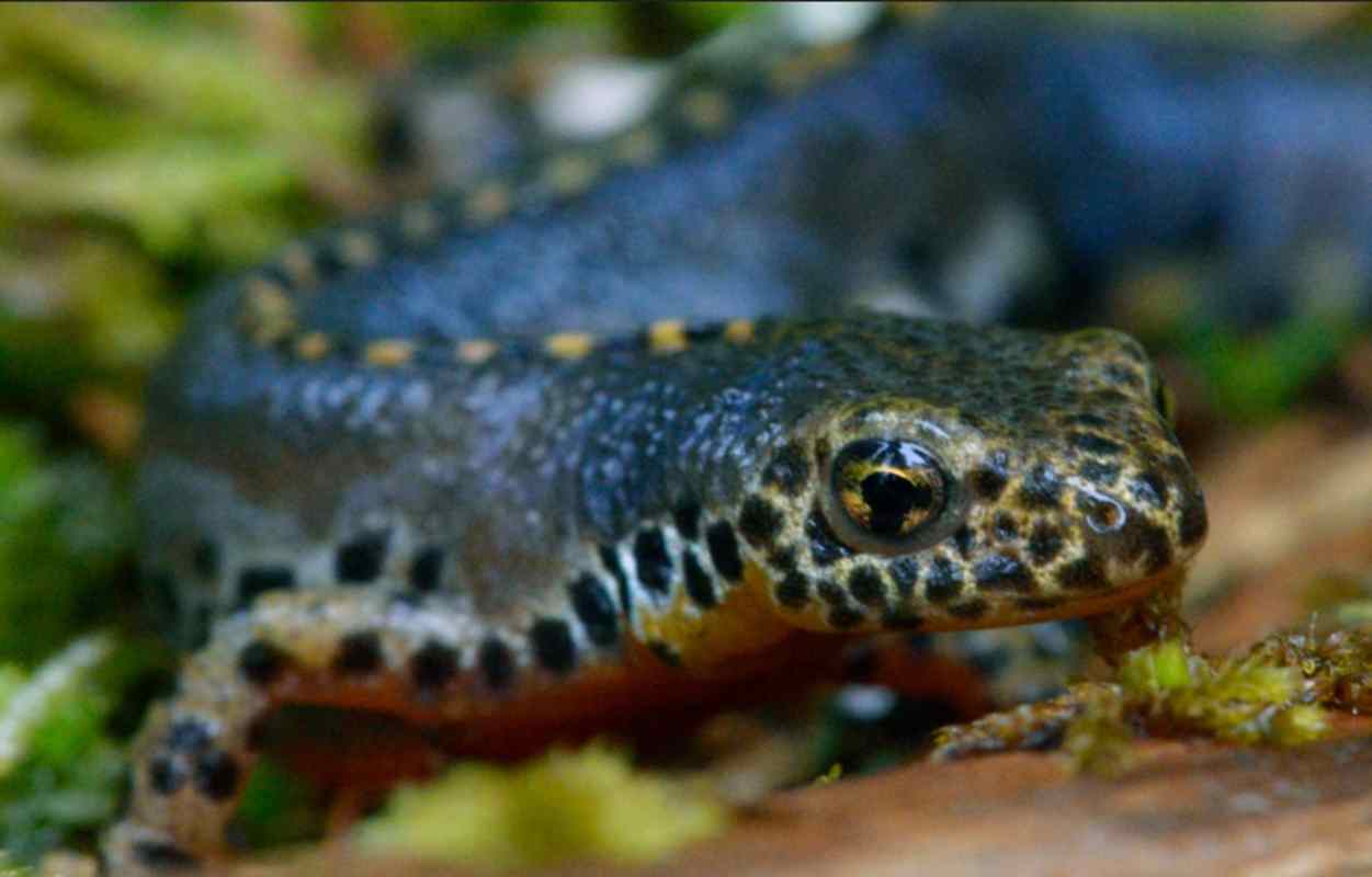 Curso de anfibios y reptiles en El Borril.