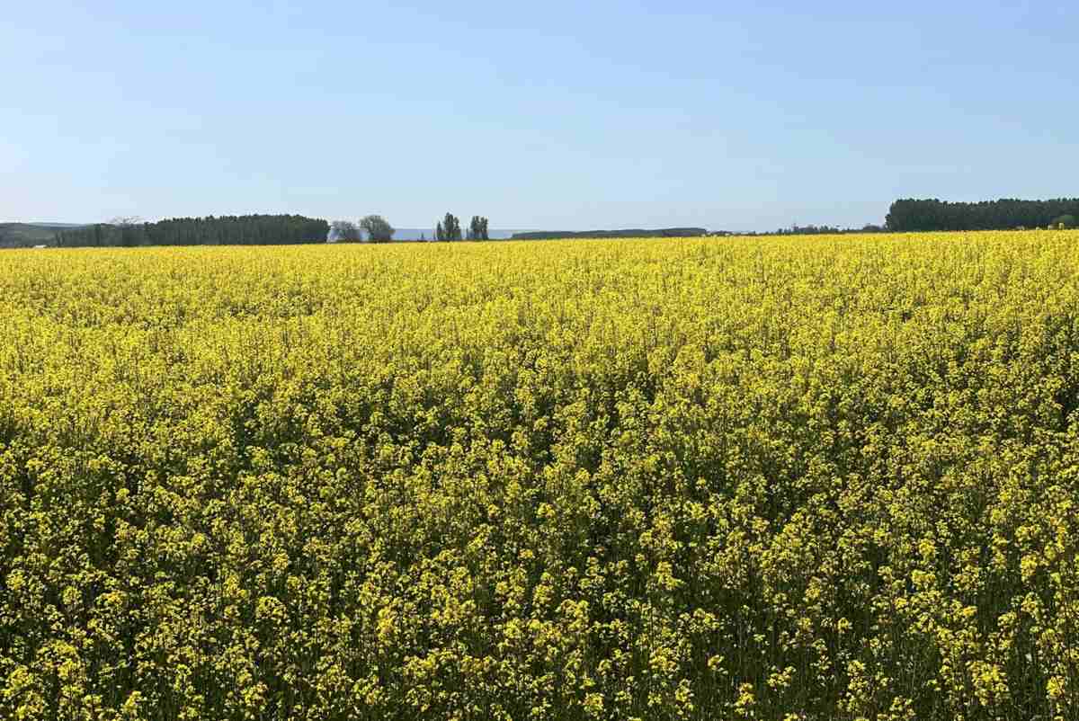 Campo Colza Foto: Ernesto Morán