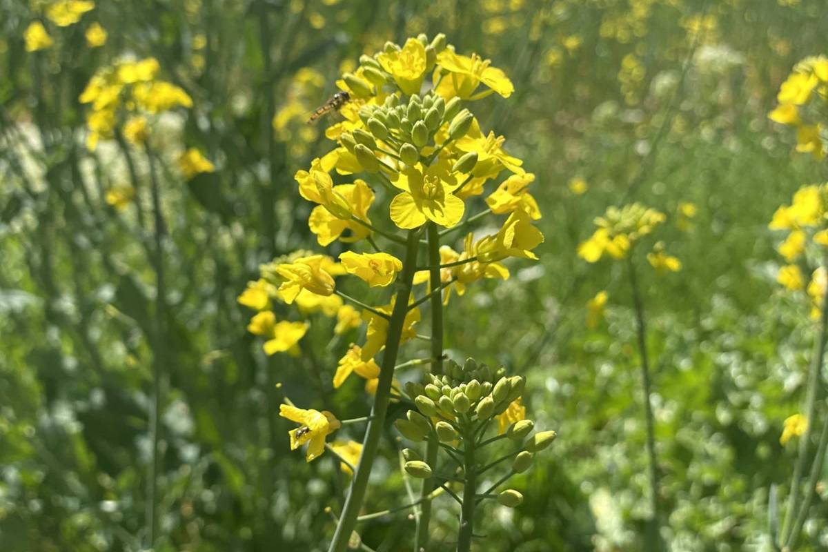 Detalle Colza Foto: Ernesto Morán