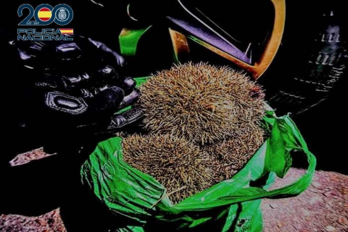 Foto de algunos de los erizos rescatados en Ciudad Real.