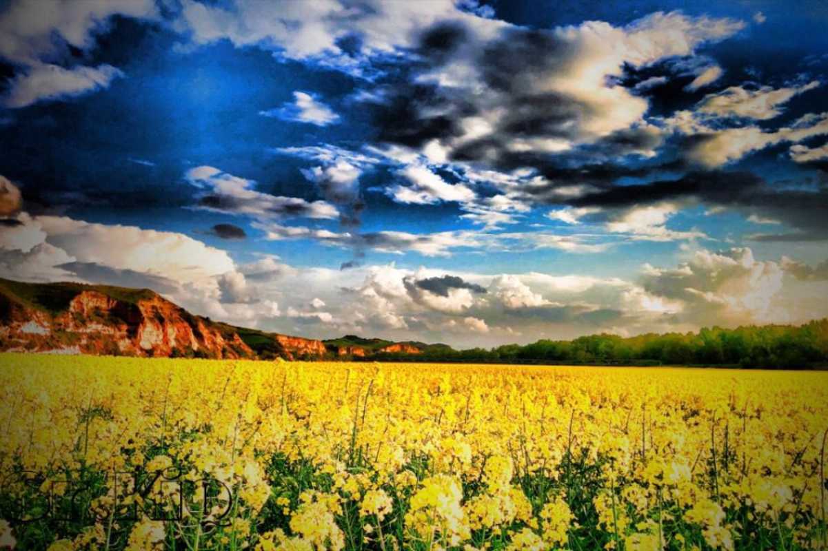 Campo Colza Foto: @SrKiq