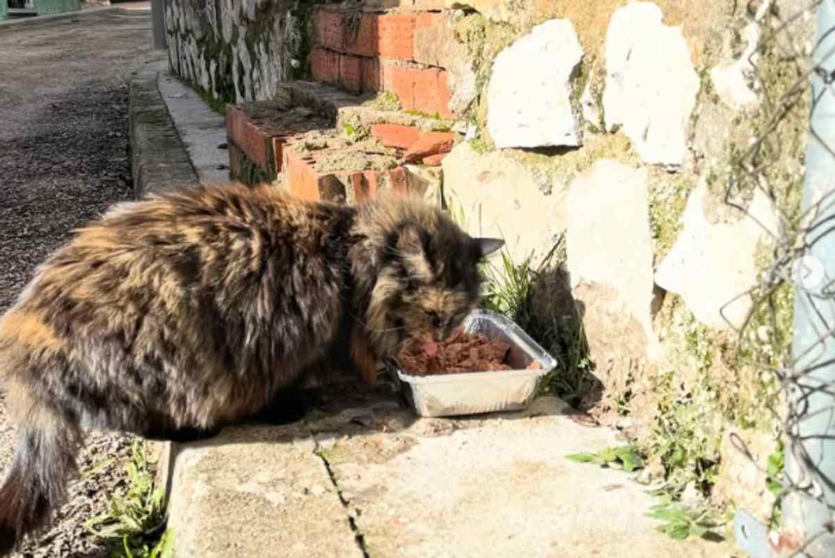 Uno de los gatos a los que Paula Usero ayuda a cuidar.