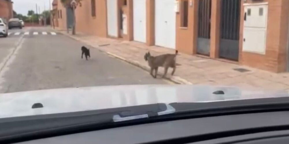 'Veneno', persiguiendo un gato en Cabañas de Yepes.