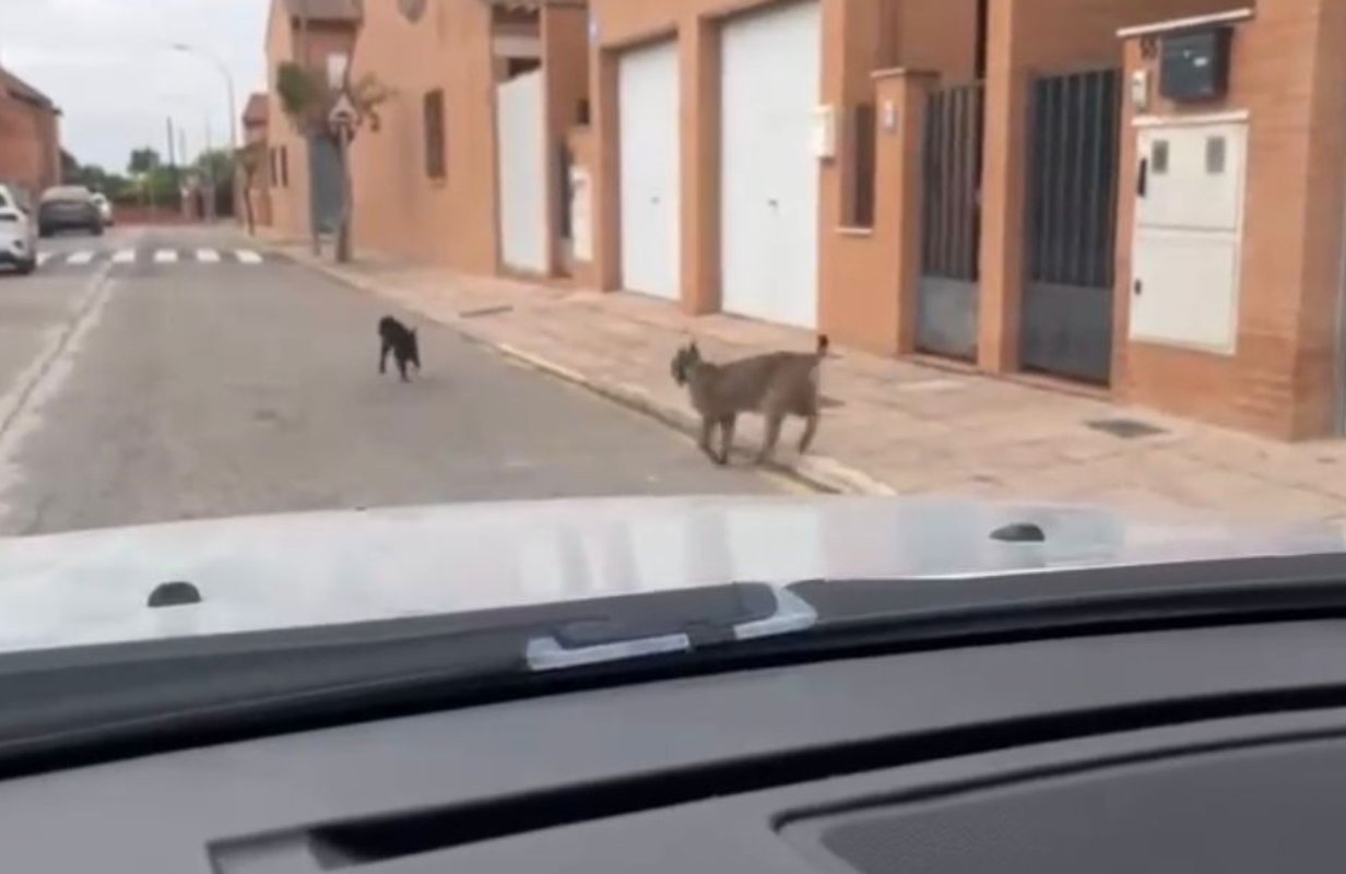 'Veneno', persiguiendo un gato en Cabañas de Yepes.