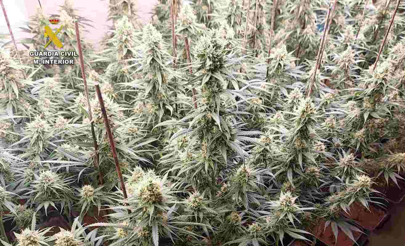 Una de las plantaciones de marihuana incautadas en Ajofrín.