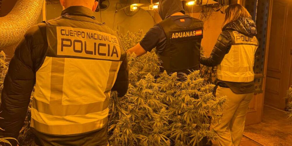 Plantación marihuana Torrejón del Rey