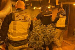 Plantación marihuana Torrejón del Rey