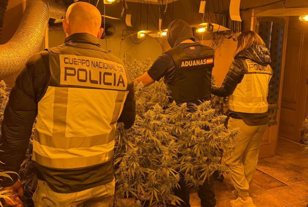 Plantación marihuana Torrejón del Rey