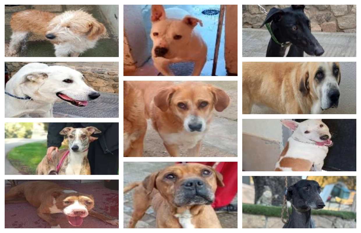 Algunos de los perros sustraidos de la perrera.