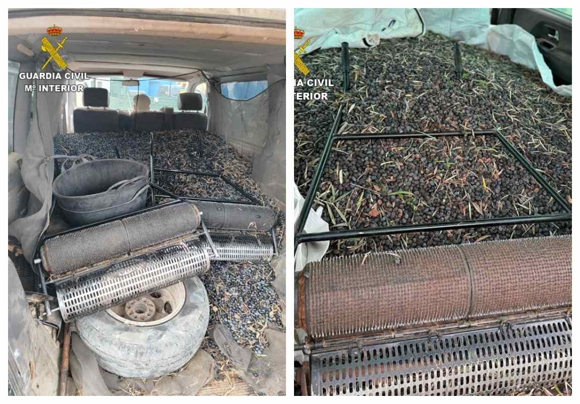 Aceituna robada en la provincia de Ciudad Real.