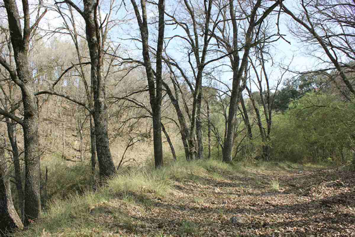 Bosque Valdenazar Foto: Ayto de Yebes
