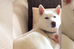 Killua, perra husky adoptada por Peldanyos