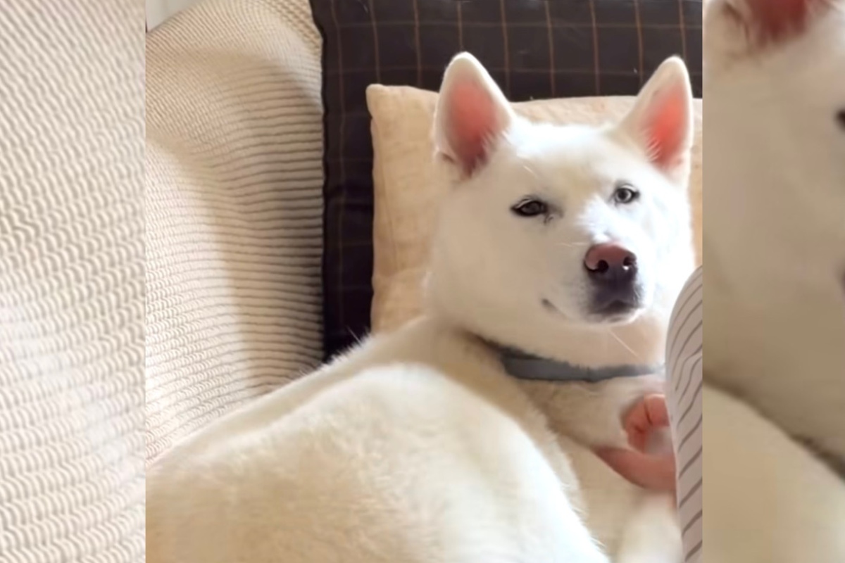 Killua, perra husky adoptada por Peldanyos