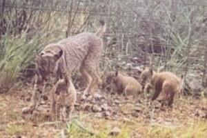 Imagen captada por una cámara de fototrampeo en Cabañeros