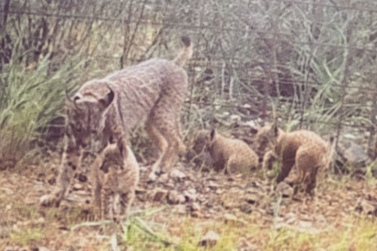 Imagen captada por una cámara de fototrampeo en Cabañeros