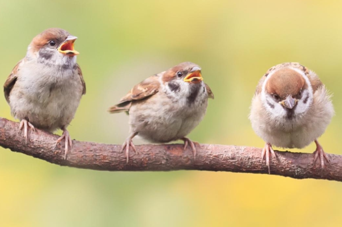 imagen de aves. Foto: SEO/BirdLife