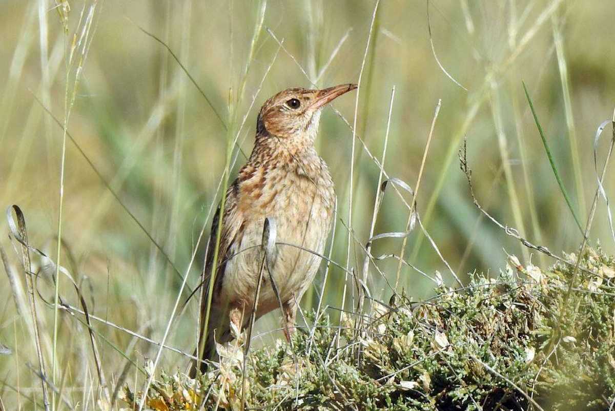 Alondra ricotí Foto: SEO Birdlife / Adrián Barrero