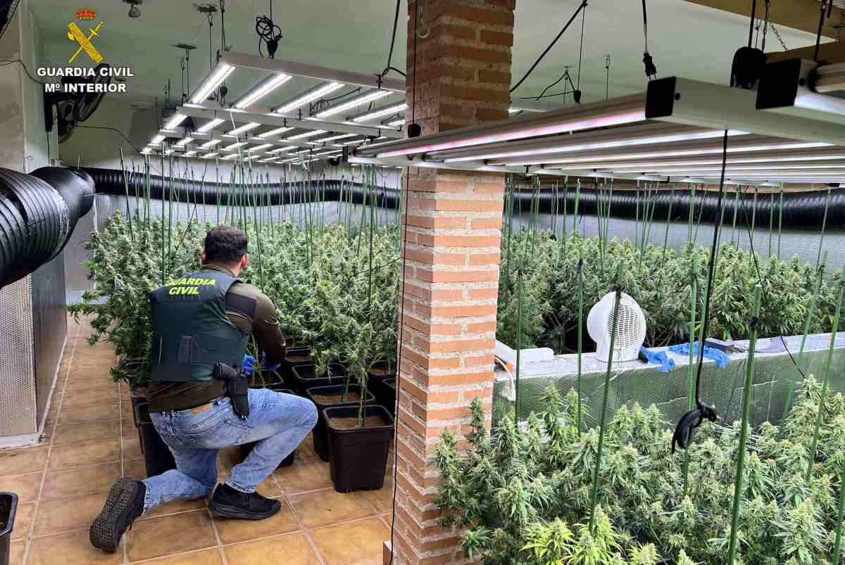 Plantación Marihuana Uceda