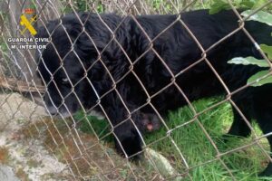 Imagen del animal encontrado. Foto: Guardia Civil de Toledo