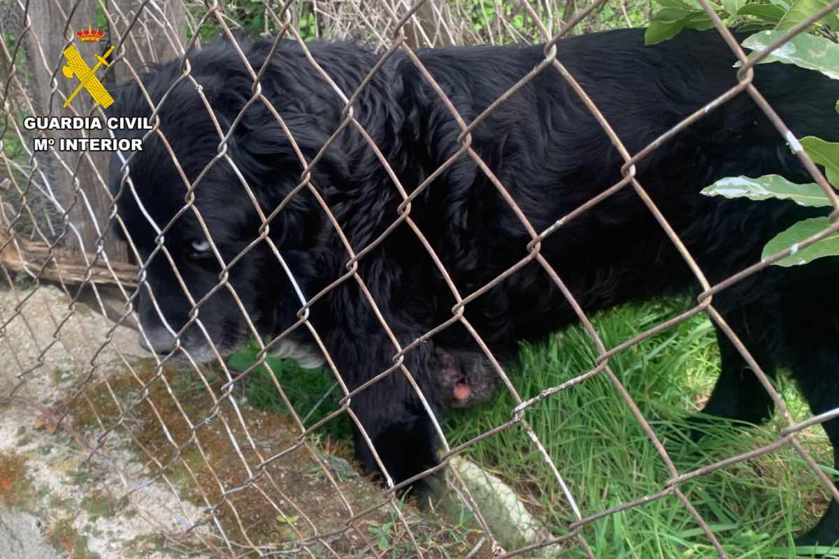 Imagen del animal encontrado. Foto: Guardia Civil de Toledo