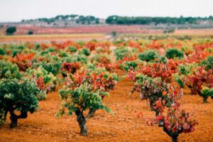 viñas de La Manchuela