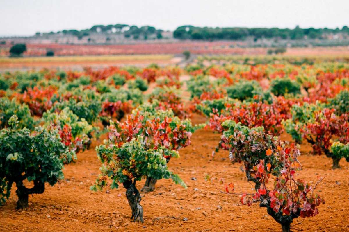 viñas de La Manchuela