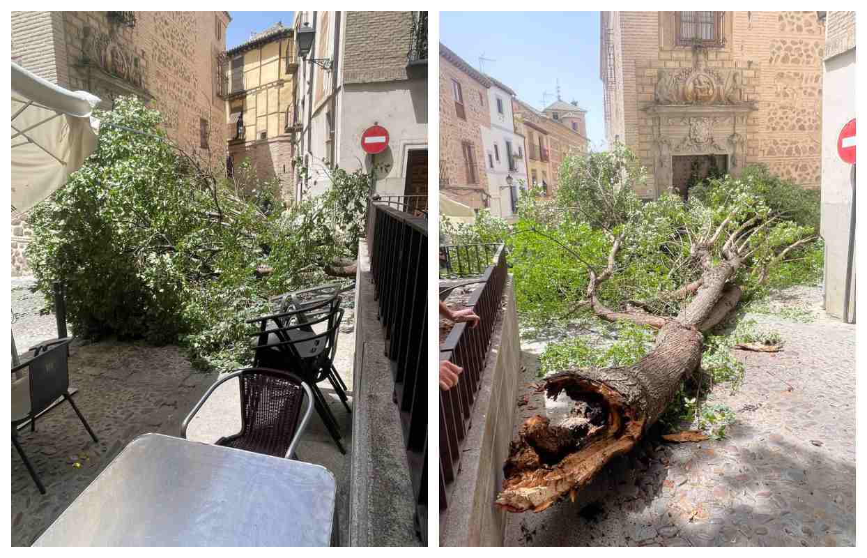 Imagen de la rama caída en la Plaza de la Bellota. Foto: Ayuntamiento de Toledo.