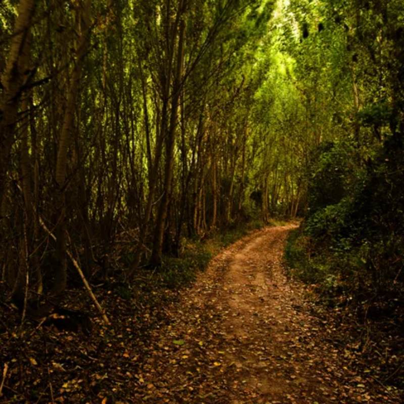 Parque Natural Barranco Río Dulce Foto: Turismo Castilla-La Mancha