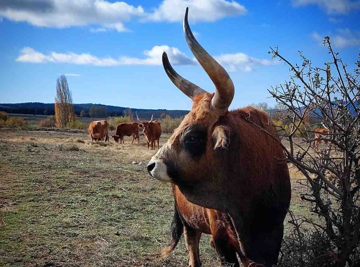 Vaca cachena Romanillos Foto: @cachocachena