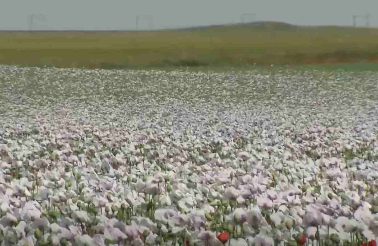 Campo de amapolas. Foto: CMM.