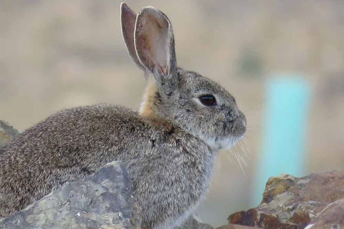 conejo de monte