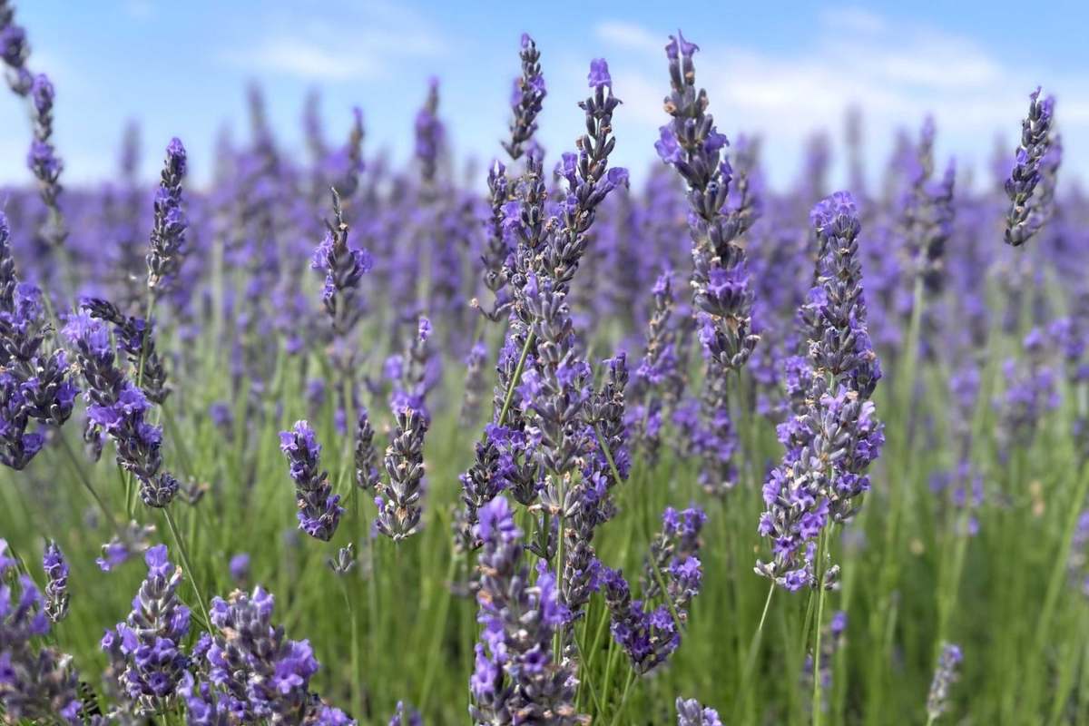 Floración de lavanda