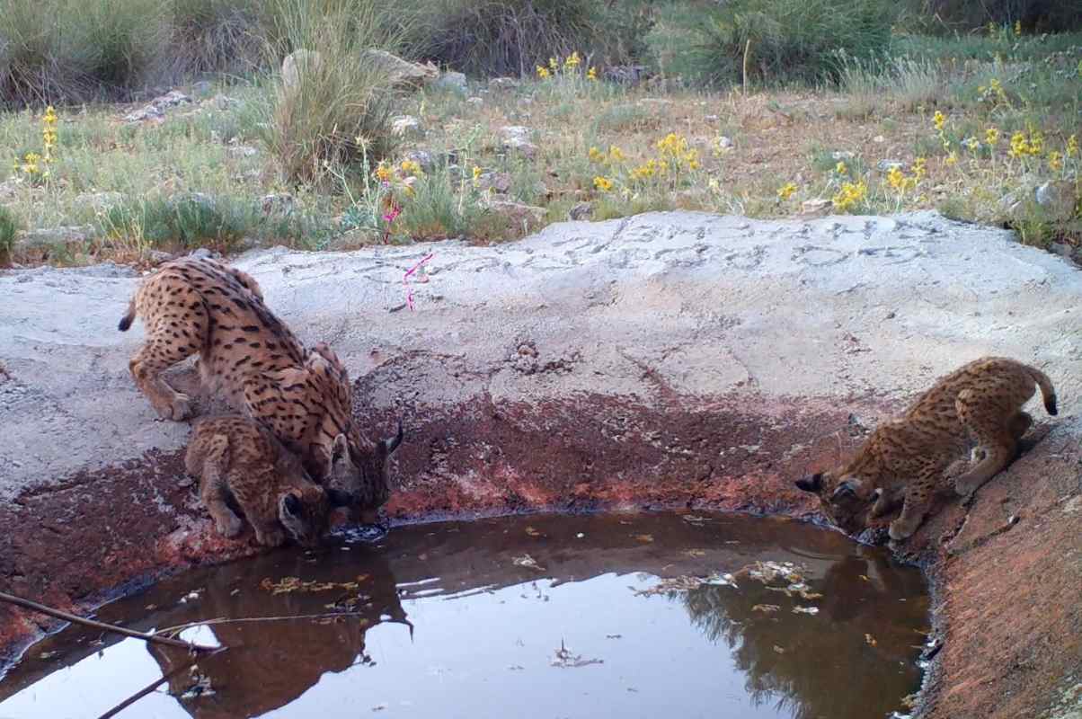 Dos cachorros de lince abrevando.