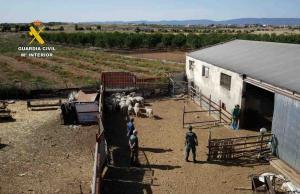 Explotación ganadera con actividad ilegal en Mazarambroz.