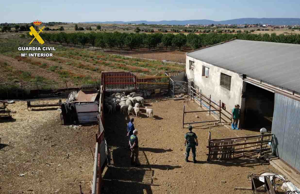 Explotación ganadera con actividad ilegal en Mazarambroz.