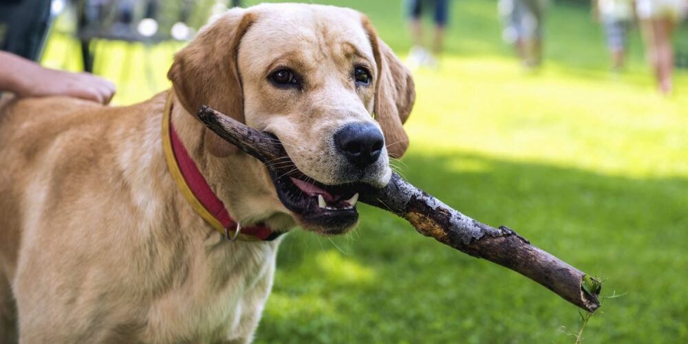 Un perro, en pleno jugueteo.