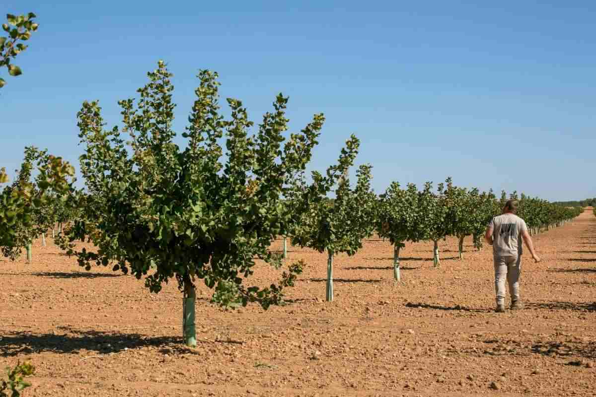 Cultivo de pistachos en Castilla-La Mancha. Foto: Viridi Horizons.