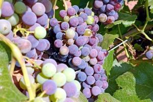 envero de las uvas