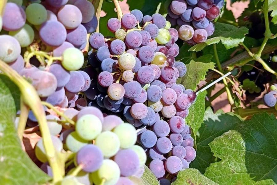 La vendimia en Castilla-La Mancha comenzará los primeros días de agosto