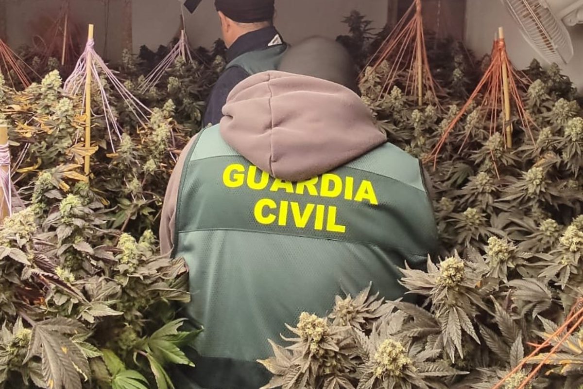 La Guardia Civil desmantela una plantación de cannabis sativa en Munera (Albacete)