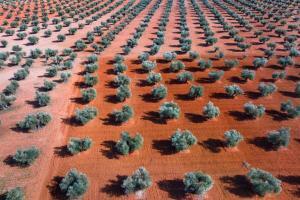 olivar ecológico