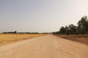 camino rural de Manzanares
