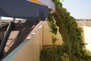 vendimia mecanizada en La Mancha