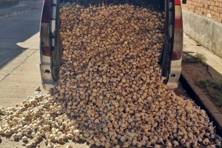 Tres investigados en Badajoz por el hurto de 1.860 kilos de ajo morado en Albacete