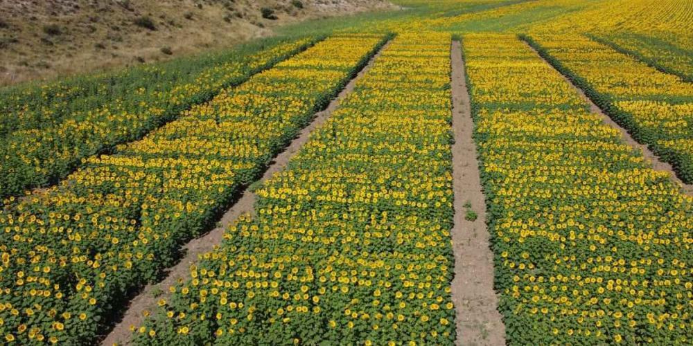campos de girasoles