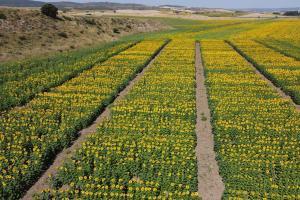 campos de girasoles