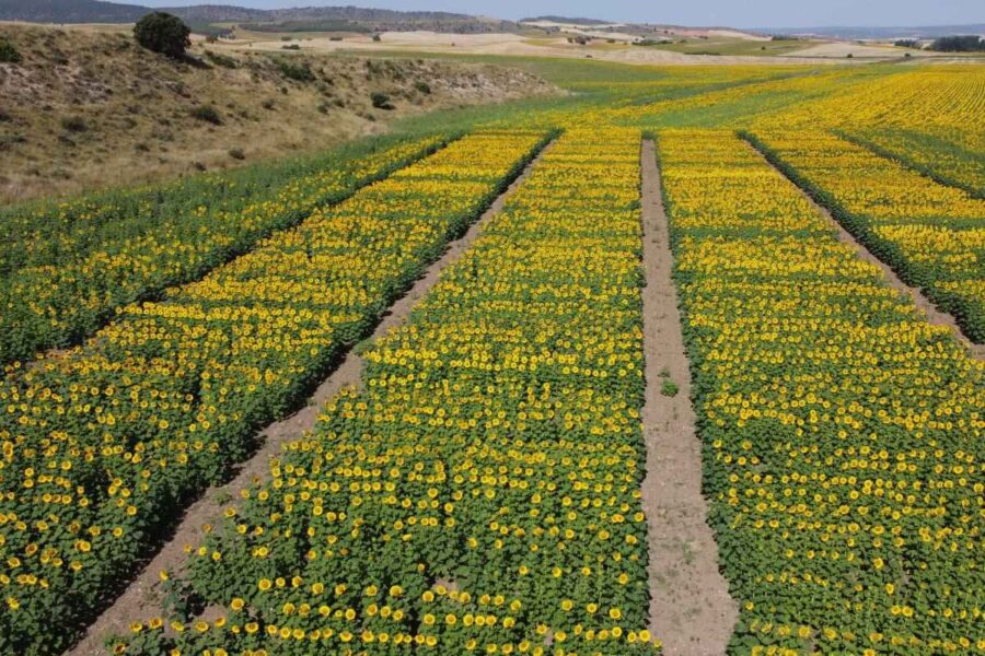 Castilla-La Mancha busca las mejores variedades de girasol