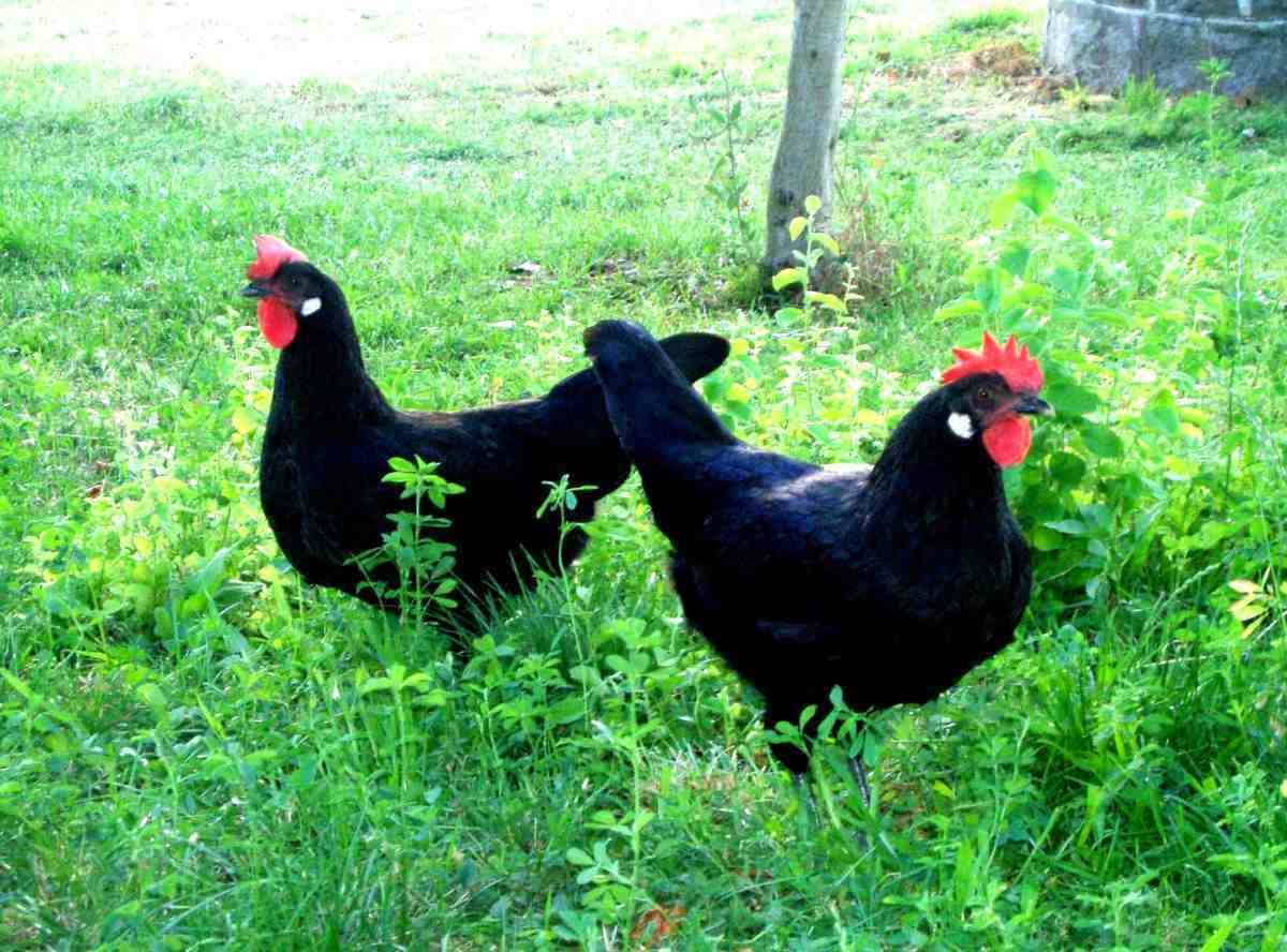 Gallina Negra Castellana Foto: Ministerio de Agricultura